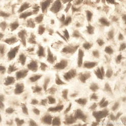 Sfeervolle tafellamp met schelpen kap><noscript><img width=